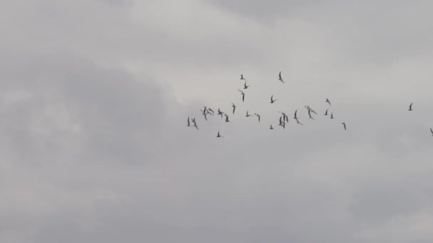 白い空をゆっくり飛ぶ鳥の群れ — ストック動画