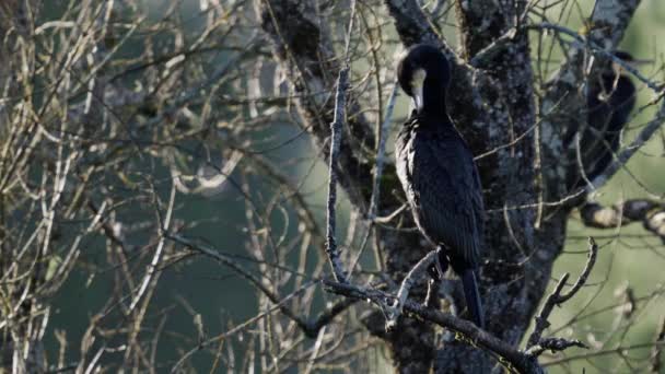 Cormorant Jest Czyszczony Samego Rana Pętla Dłuższą Metę — Wideo stockowe