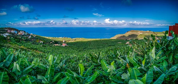 Spectaculaire Panorama Des Champs Bananes Sur Île Palma Espagne Image En Vente