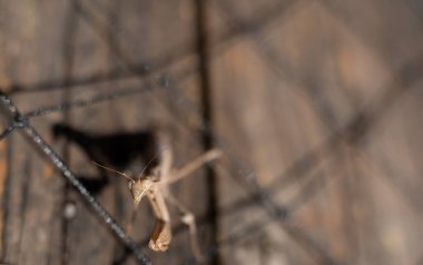 Mantid yakın görüntüsü alan derinliği sığ, baş odaklanın