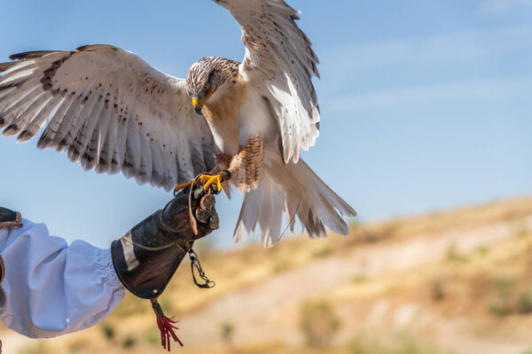 White eagle over the falconers glove