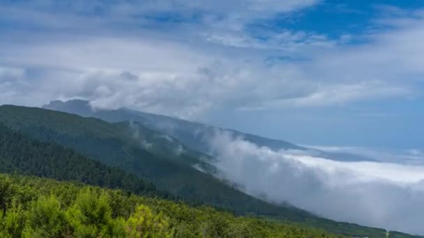 Vista Superior Del Mar Nubes Sobre Enorme Bosque Palma España — Vídeo de stock