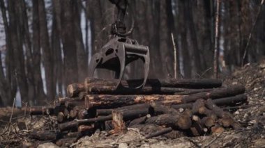 Makine istifleme yangından sonra çam gövdelerini kesti