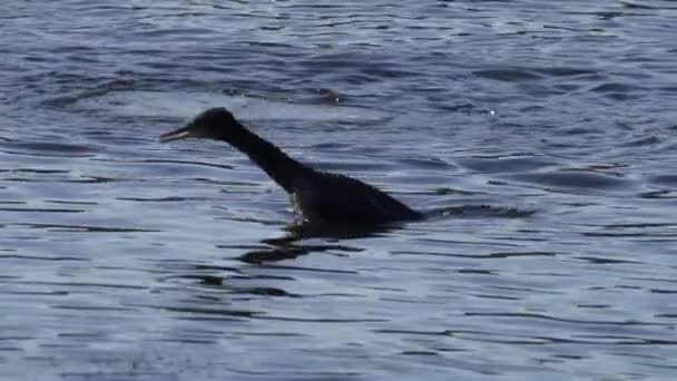 Cormorant Dives Water Fishing Super Slow Motion — Stock Video