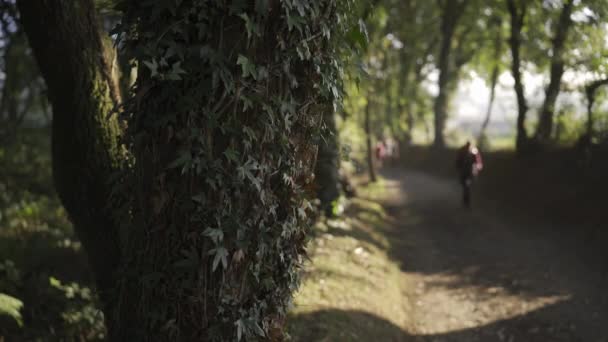 Drzewo Bluszczem Niewyraźne Pielgrzymów Wędrówki Camino Tradycyjne — Wideo stockowe