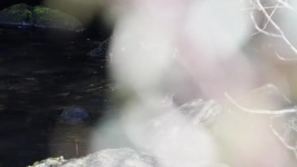 Common Chaffinch Having Shower Flying Away Behing Bush — Vídeos de Stock