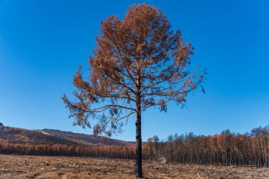 Yangın felaketinden sonra arka planda çam ağacı ormanı olan izole bir çam ağacı.