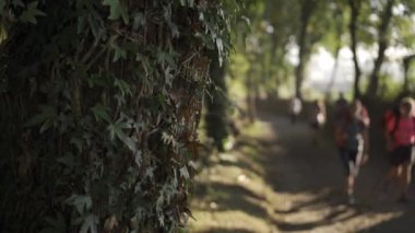 Bulanık seyyahlar El Camino de Santiago 'da yürüyüş yapıyor, HLG