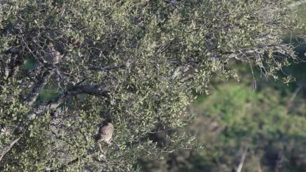 Μακρινή Βολή Καμουφλαρισμένων Κουκουβάγιων Στο Δέντρο — Αρχείο Βίντεο