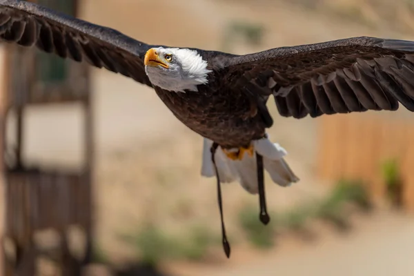 Bald eagle gliding front view during falconry exhibition, shallow depth of field