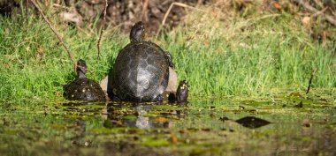 Kaplumbağa grubunun nehir kıyısında güneşlenme ihtimali düşük.
