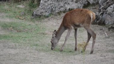 Doe feeding in slow-mo and looking back alerted