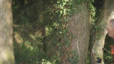 Tree with ivy and blurred unrecognizable backpacker crossing the scene