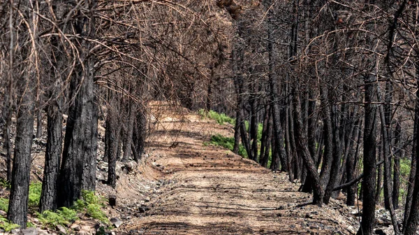 Burnt pine tree forest and track