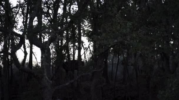 Male Deer Scratches Trunk Antlers Leaves Scene Back Light — 图库视频影像