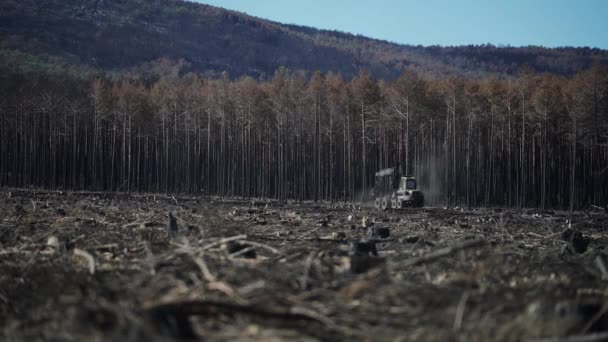 Logging Machine Driving Burnt Pine Tree Forest Disaster — Stock Video
