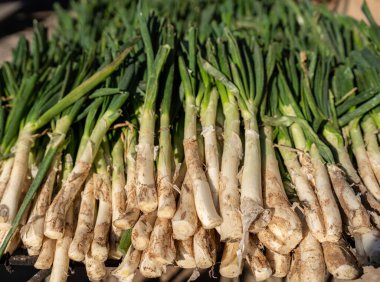 Büyük nasır demetleri ateşte kızartılmaya hazır, yakın çekim.