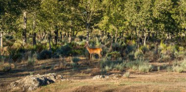Young deer in the wild chewing stick