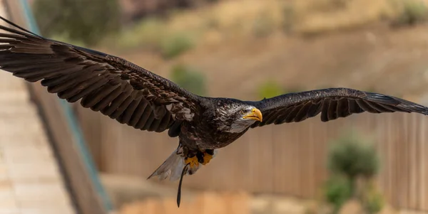 Falconry Eagle Gliding Open Wings — Stock Photo, Image