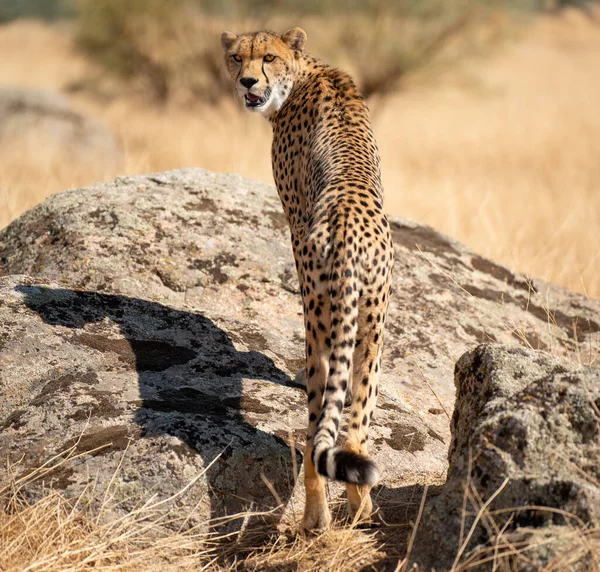 Cheetah Över Klippan Bakre Med Huvudet Tillbaka Tittar Kameran — Stockfoto