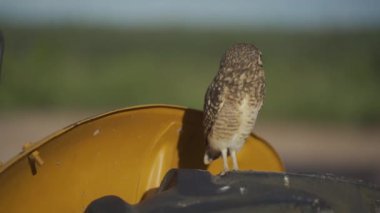 Hareket eden bir traktör tekerleğine tünemiş, parlak sarı gözleriyle doğrudan kameraya bakan vahşi bir baykuşun yakın çekim görüntüsü..