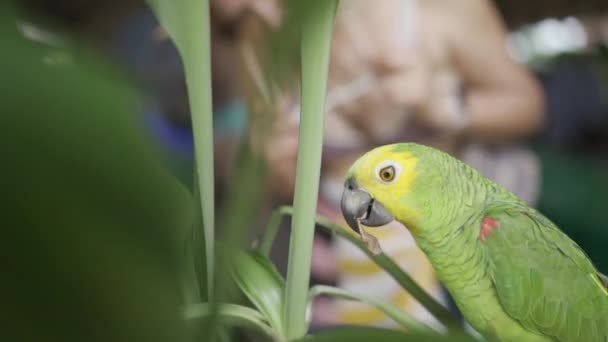 Turistler Arka Planda Kaybolurken Canlı Bir Papağanın Mutlu Bir Şekilde — Stok video