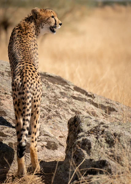 Cheetah Sopra Roccia Guardando Destra Della Cornice Fotografia Stock