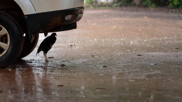 Ein Armes Huhn Sucht Bei Starkem Regen Schutz Unter Einem — Stockfoto