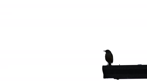 Bellissimo Video Una Silhouette Uccello Nell Angolo Basso Destra Che — Video Stock