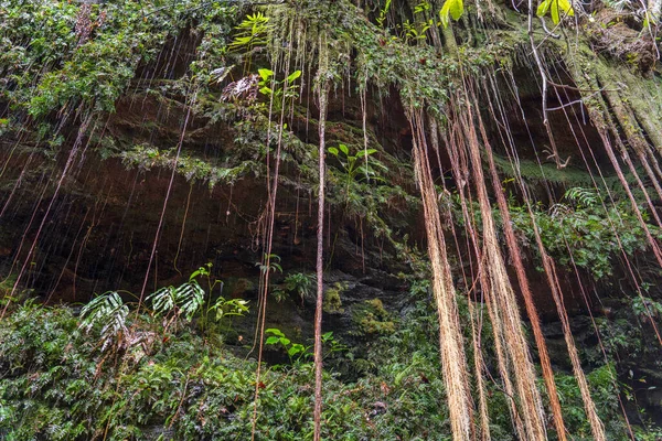 Impressive Long Hanging Roots Wet Vertical Rock Walls Sussuapara Canyon — Stock Photo, Image