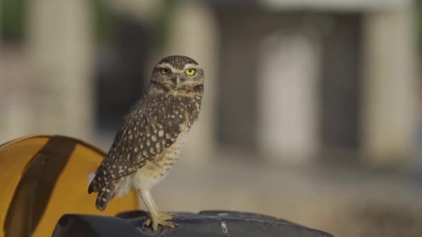 Podejrzanie Wyglądający Mochuelo Burrowing Owl Stoi Kole Ciągnika Wpatrując Się — Wideo stockowe