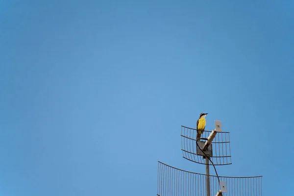 Pitangus Sulphuratus Bird Also Known Bem Stands Television Antenna Clean — Stock Photo, Image