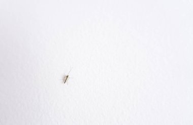 Gecenin dehşetinden kork, beyaz bir duvarı ısırmayı bekleyen bir sivrisinek. Metin alanı için mükemmel. Kaşınmaya hazır ol.