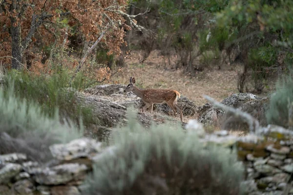 stock image Deer breeding long shot profile view walking alone in the bush