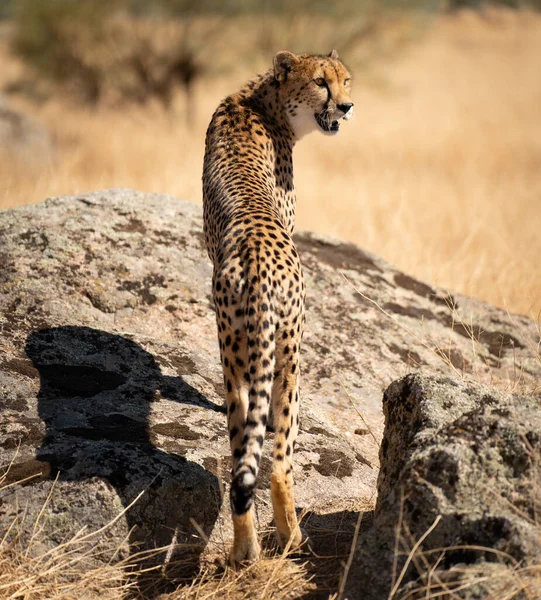 Cheetah Över Klippan Ser Tillbaka För Byten Med Textutrymme — Stockfoto