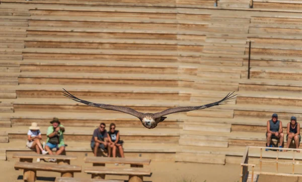 Akbaba Şahin Gösterisi Sırasında Tanınmayan Insanların Üzerinden Uçuyor — Stok fotoğraf