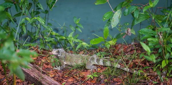 Zbliżenie Widok Iguany Chodzącej Brązowych Liściach Tropikalnego Lasu Deszczowego Pobliżu — Zdjęcie stockowe