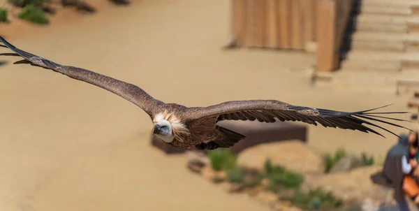 Avvoltoio Con Ali Aperte Persone Sfocate Durante Mostra Falconeria — Foto Stock