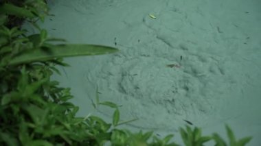 Kristal berrak turkuvaz suları, coşkulu ormanın dibinden çıkarken kaynayarak, ormanın kalbinde çarpıcı bir doğal havuz oluşturur. Beyaz kumlu plajlar için mükemmel bir arkaplan