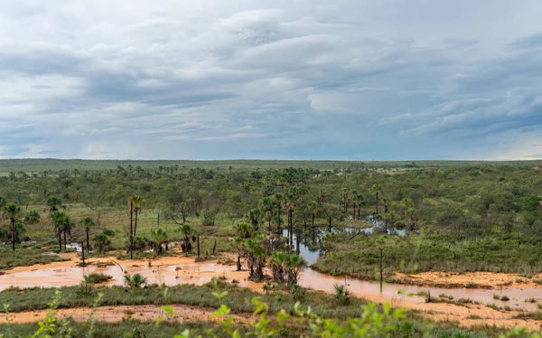 Eindeloos Groen Vlak Bedekt Met Palmbomen Duinen Omgeven Door Rivieren — Stockfoto