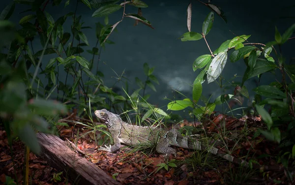 Zobaczyć Piękno Natury Gdy Zielona Iguana Stoi Nieruchomo Pławiąc Się — Zdjęcie stockowe