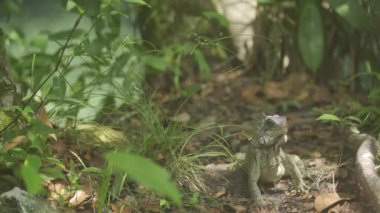 Bir iguana doğrudan kameraya bakar, hafif bir baş titreşimi verir ve yemyeşil tropikal ormanda kaybolur. HLG biçiminde çekilen.