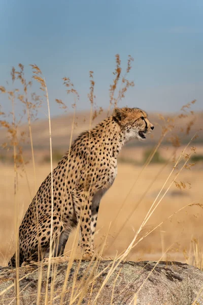 Cheetah Sobre Roca Busca Presas Vista Perfil —  Fotos de Stock