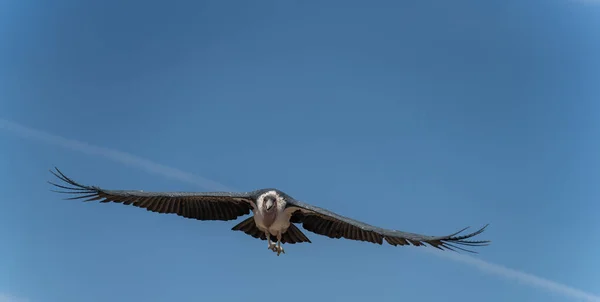 Marabú Con Alas Extendidas Volando Hacia Cámara Con Cielo Despejado —  Fotos de Stock
