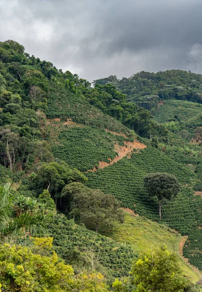 A coffee plantation thrives on a steep mountain slope in the midst of dense jungle, with rows of coffee plants defying the impossible angles of the incline. The lush landscape is a testament to the