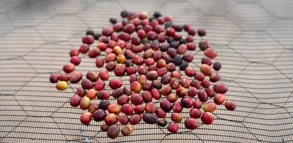 Close Shot Handful Red Coffee Berries Drying Rack Blurred Background — Stock Photo, Image