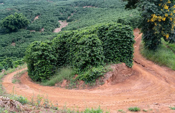 Take Walk Lush Green Coffee Plantations Mountainside Winding Dirt Road — Stock Photo, Image