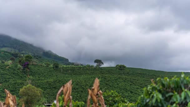 この素晴らしい時間の経過は 険しい山を覆う緑のコーヒー植物を捉え 背景には急速に移動する雲と霧があります どんなプロジェクトにとっても完璧な確立ショット — ストック動画