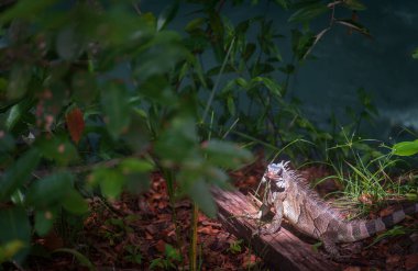 Bir kertenkelenin yakından görünüşü, yeşil iguana, güneşin tadını çıkarırken sık yeşil bir ormanda, ahşap bir dala tünemiş..