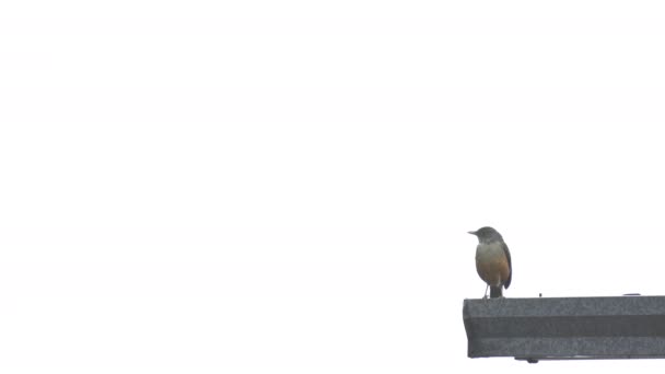 Циклічне Відео Звичайного Птаха Сидить Даху Співає Під Дощем Білим — стокове відео
